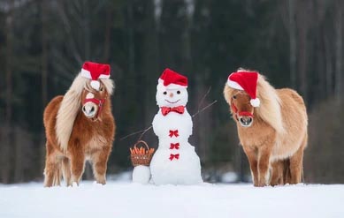 Albert and Ernie Help Santa